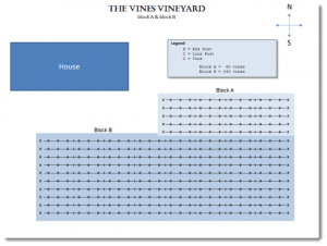 The Vines First Vineyard