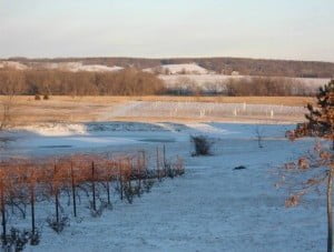 Winter in the Vineyard