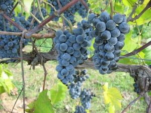 Norton Grapes on the Vine