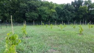 VineYard 1st Year