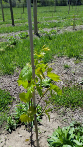 Healthy Grape Vine