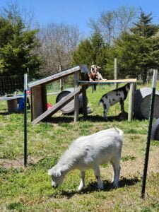 Wally, Jake, and Spot