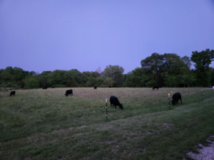 Steers Grazing